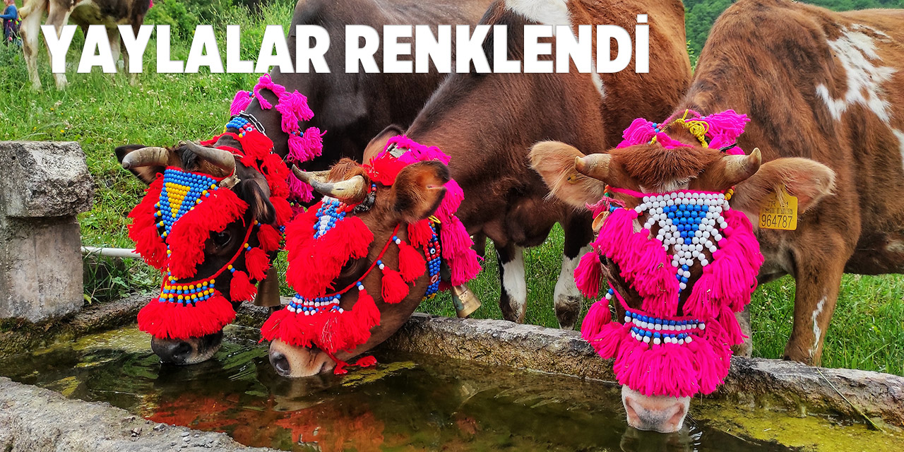 Karadeniz'de Yayla Göçü Başladı