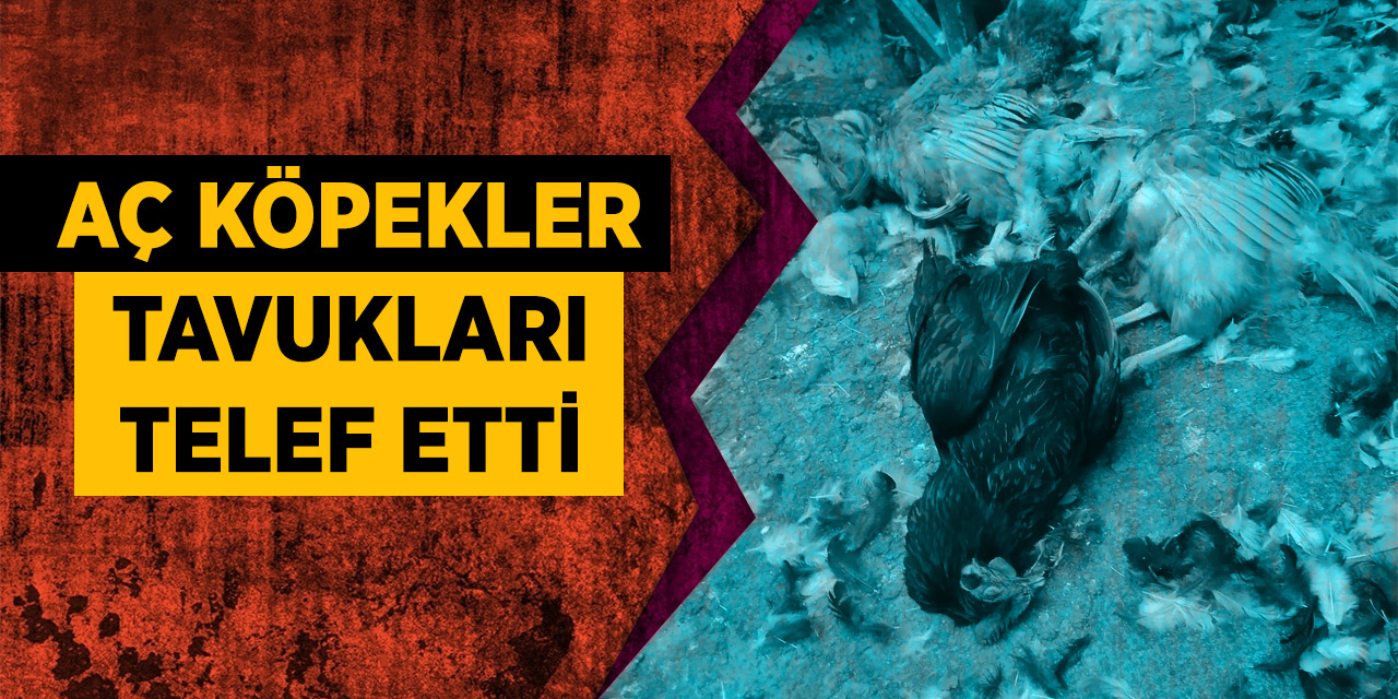 Tavuklar Telef Oldu