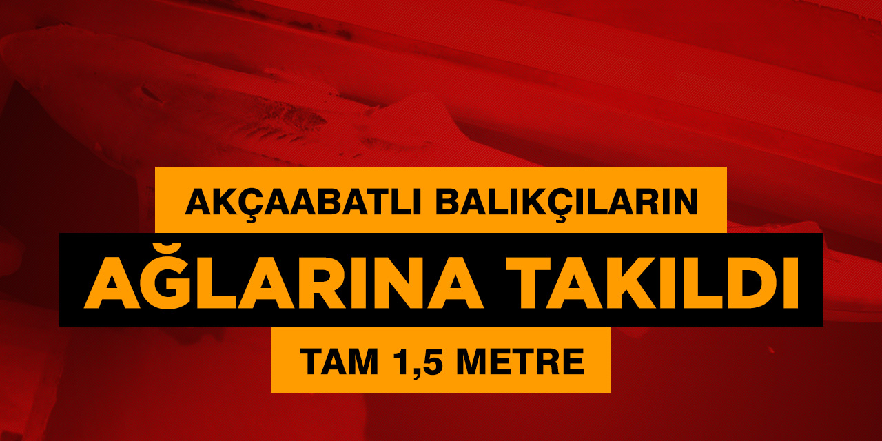 Akçaabat’ta Köpek Balığı Ağlarda