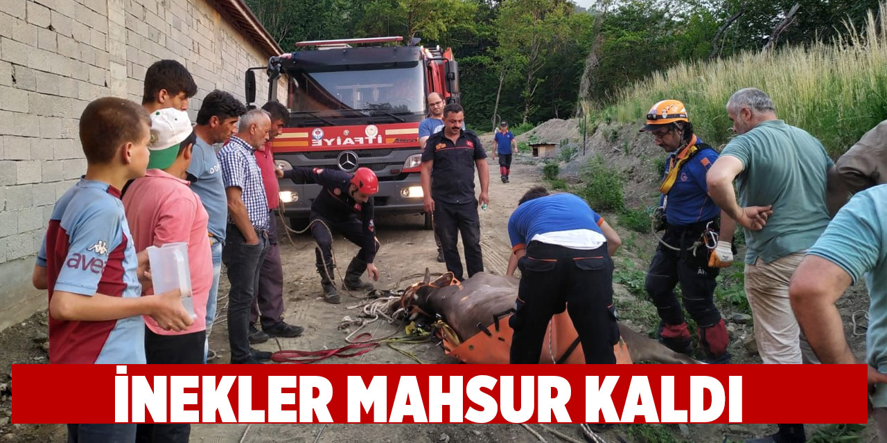 Akçaabat’ta İnekler Mahsur Kaldı