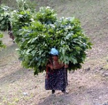 Karadeniz Kadını Daha Çalışkan