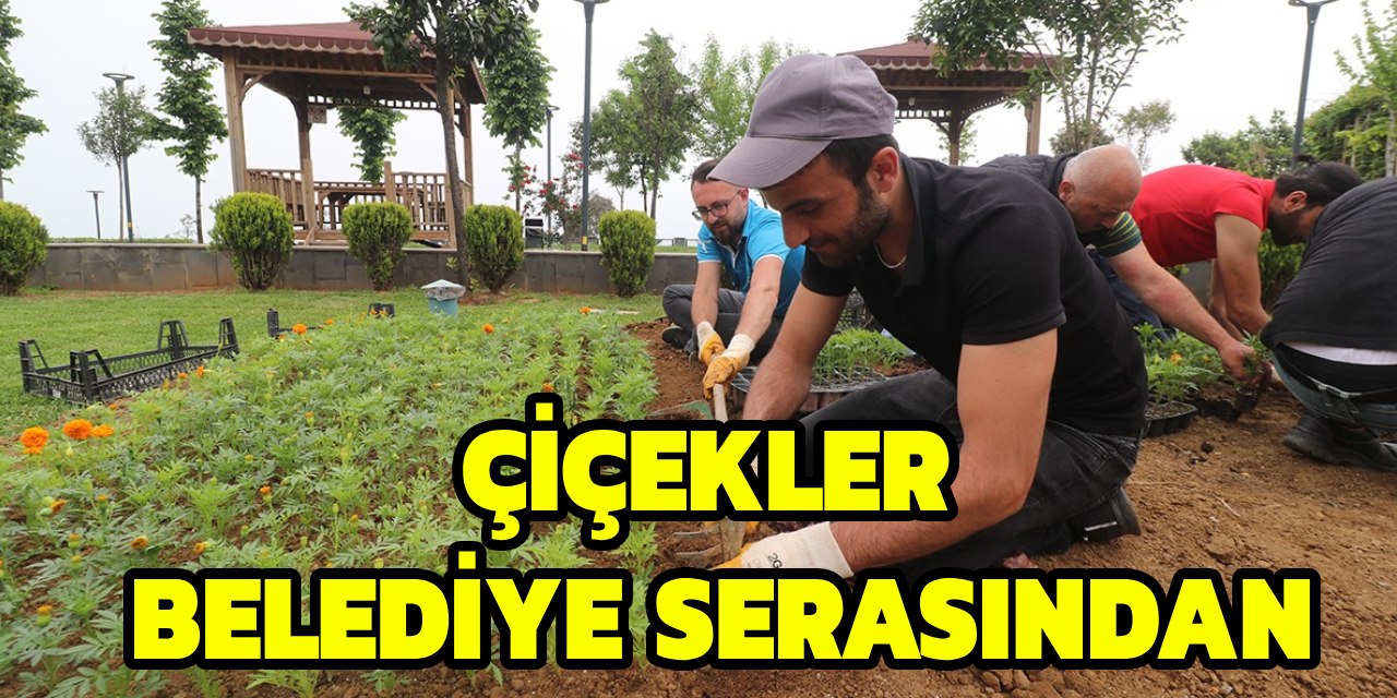 Çiçekler Belediye Serasından