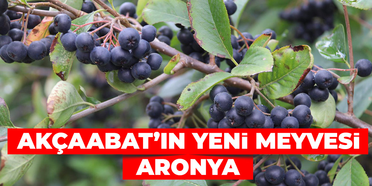 Kan Şekerine Doğal Destek: Aronya