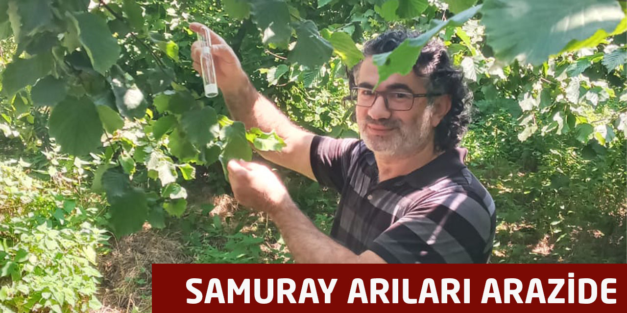 Fındık Bahçelerine Samuray Arıları Bırakılıyor