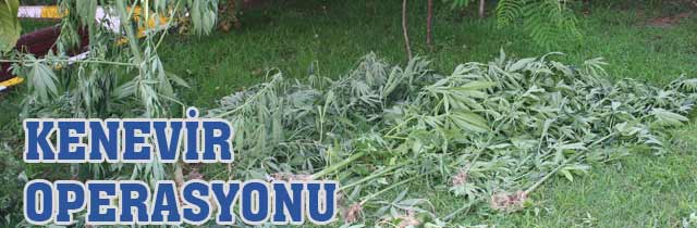 Kenevir Sezonu Açıldı