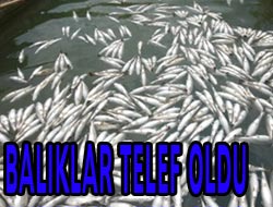 Akçaabat'ta Balık Ölümleri