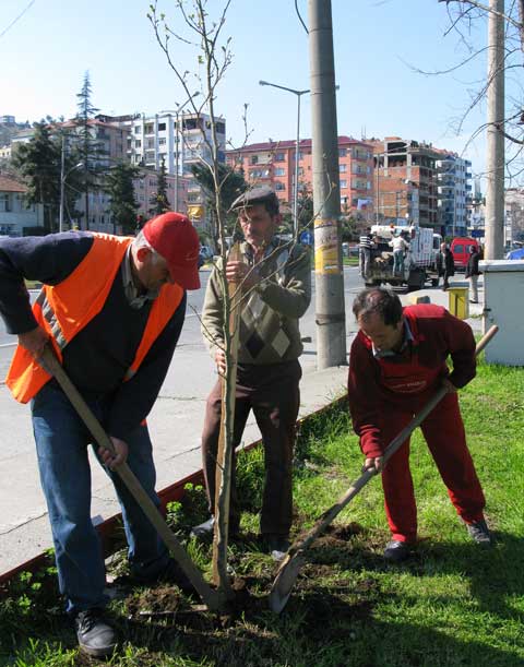 Ağaç Dikimi
