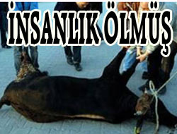 Hayvanı Parçalayıp Götürdüler