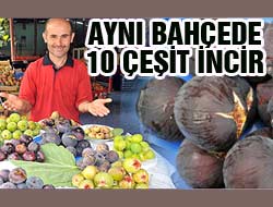 10 Çeşit İncir Yetiştiriyor