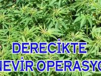 Kenevir Sezonu Açıldı