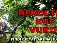 Rekolteyi küf vurdu