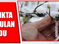 Fındıkta Korkulan Oldu