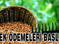Fındıkta Destek Ödeme Müjdesi