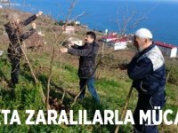 Fındıkta Zaralılarla Mücadele