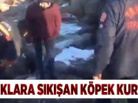 Kayalıklara Sıkışan Köpek Kurtarıldı