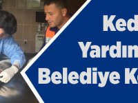 Kedinin Yardımına Akçaabat Belediyesi Koştu