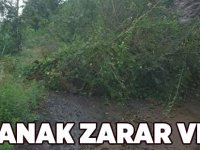 Sağanak Zarar Verdi