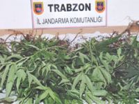 Akçaabatta Kenevir Operasyonu