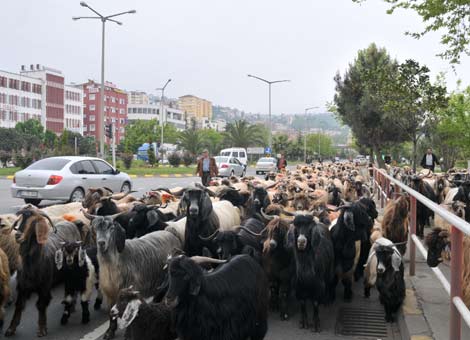 akcaabati-koyunlar-basti.jpg