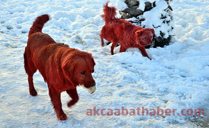 akcaabatta-kirmiziya-boyanan-kopeklerin-sirri-cozulemedi..jpg