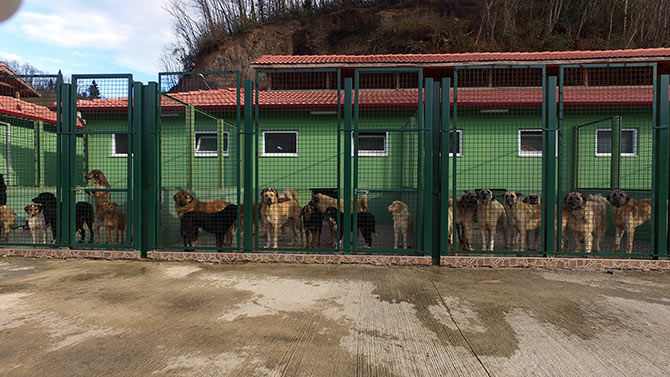 köpek bakım merkezi