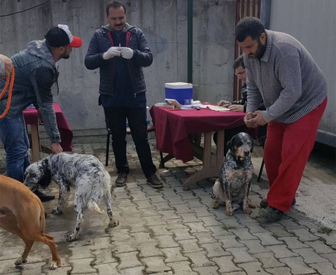 kopekler-asilandi-akcaabat.jpg