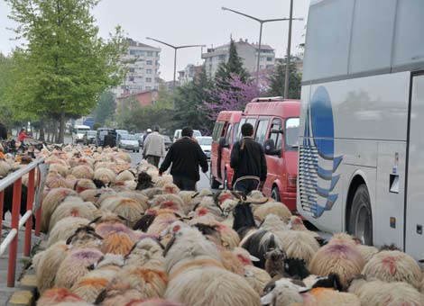 koyunlar-akcaabati-basti.jpg