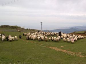 Yayla Göçleri Başladı